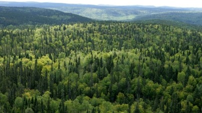 Kuzeyden'den "50 bin fidan 5 orman" projesi: En büyük orman yangınlarının yaşandığı 5 şehir ağaçlandırılacak