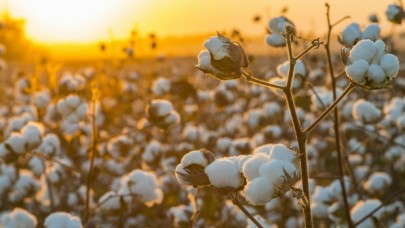 Sincan'daki insan hakları ihlallerini gündeme getiren H&M, Nike ve Adidas'a Çin'de boykot