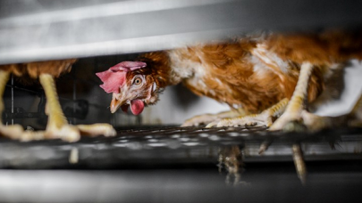 'Tavuklar A4 kağıdından dar alanda yaşıyor'