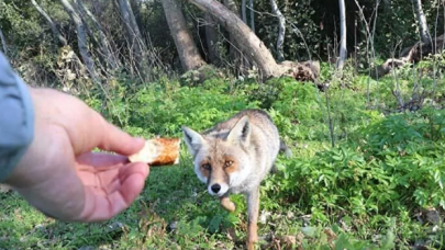 Tilkiyi simitle besledi