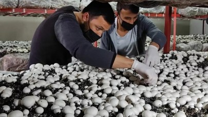 Üniversiteyi bitirip köyüne döndü: Ürettiği mantarlar kapış kapış satılıyor