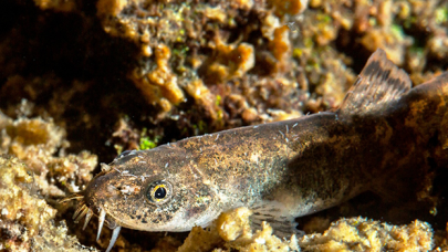 Van Gölü'nde "küçük mercan" balığı keşfedildi