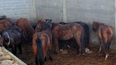 Adana'da, tarlada kesilmiş 3 at bulundu