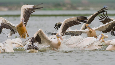 Baharın müjdecisi! Ak pelikanlar göç yolunda