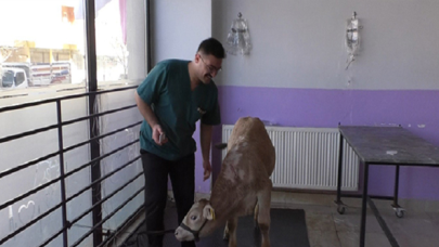 Buzağılarda koronavirüs görüldü