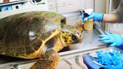 Caretta caretta silahla vuruldu!