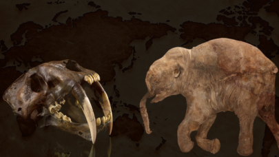 Bir zamanlar Anadolu! Dev gergedanlar, kılıç dişli kediler, zürafalar...