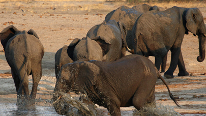 Güney Afrikalı kaçak avcı, fillerin altında ezildi