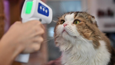 Hayvanlar için de Kovid-19 aşısı geliştirildi: Mayıs'ta geliyor