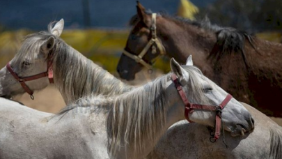 Kaymakamlık, kaybolan atlar için harekete geçti