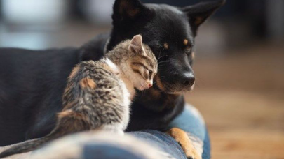 Kedi ve köpeklere çip dönemi! Cezası da var...