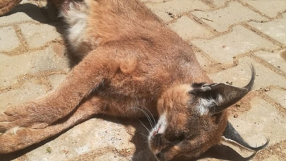 Nesli tükenme tehlikesinde olan "Karakulak"a araç çarptı