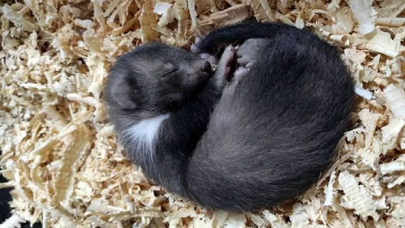 Okul çatısında bulunan yavru kaya sansarı korumaya alındı