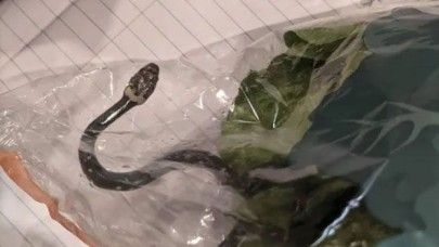Süpermarketten aldıkları marulun içinden yılan çıktı