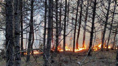 Tekirdağ'da orman yangını; 5 noktada çıktı
