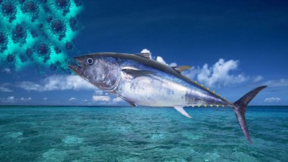 Virüsün panzehiri okyanuslardan gelen ton balığı