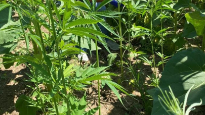 Ayçiçeği tarlasında 150 kök kenevir bitkisi ele geçirildi