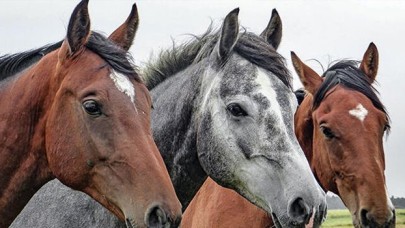 İBB'den kayıp atlarla ilgili açıklama