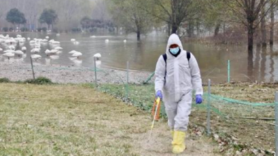 İnsana ilk kez bulaşan kuş gribi virüsü 46 ülkeye yayıldı
