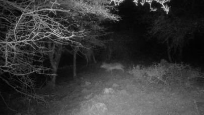 İzmir’de uzun yıllar sonra ilk kez kurt görüntülendi