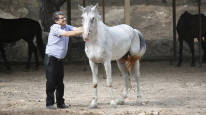 40 at sahiplendirildi: 2'si öldü, 2'si çalındı, 3'ü kayıp