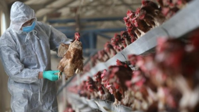 Çin'de ilk kez bir insana H10N3 kuş gribi tanısı kondu