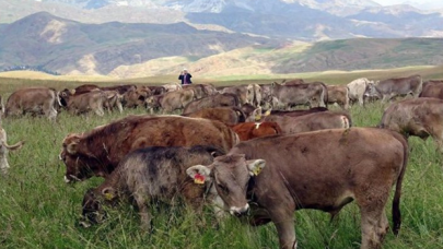 Hollanda'dan gelen ineklerin hepsi telef oldu