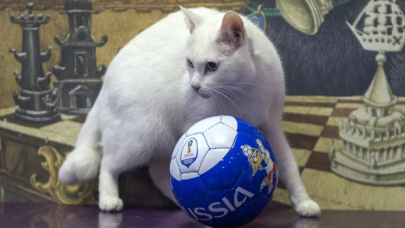 ‘Kahin kedi’ Aşil, Euro 2020 maçında doğru tahmin yaptı