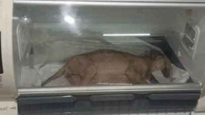 Köpek yavrusuna eziyet eden kişiye 1033 lira ceza