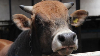 Kurban kesimi tebliği yayımlandı