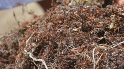 Turizm için kabus: Müsilajdan sonra Sargassum