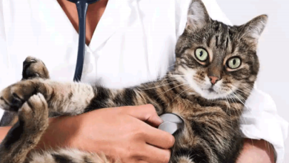 Zorunlu hale getirilmişti; evcil hayvanlara mikroçip takılmaya başlandı