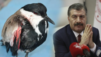 112 ekibi yolda yaralı kuşa müdahale etti: Bakan Koca paylaştı