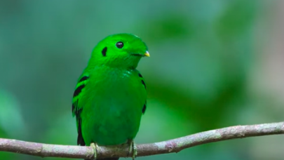 70 yıl önce neslinin tükendiği sanılan yeşil kuş, açık denizde bir adada bulundu