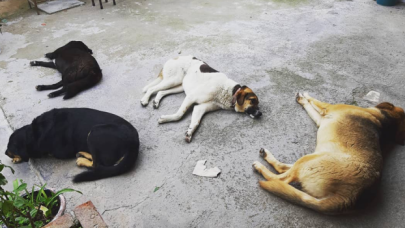 Ankara'da 6 köpeğin ölümünde zehirli tavuk eti incelemesi