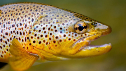 Balıkların "uyuşturucu bağımlısına" dönüşebildiği ortaya çıktı