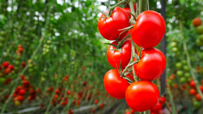 Fabrikalar açılmadı; üretici eriyen domatesi sürmek zorunda kaldı