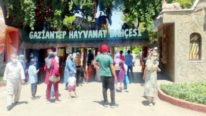 Gaziantep'te aslan hayvanat bahçesinden kaçtı: Yaralılar var