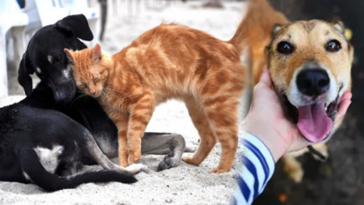 Hayvanları Koruma Kanunu teklifi Meclis'te: Yasa teklifinde hangi düzenlemeler var?