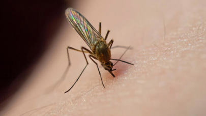 İBB'den SMS'li sivrisinek uyarısı