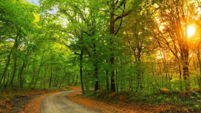 İstanbul'da ormanlara giriş yasaklandı