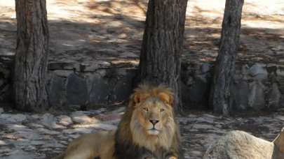 Kafesinden kaçan aslan ve saldırdığı bakıcının sağlık durumu belli oldu