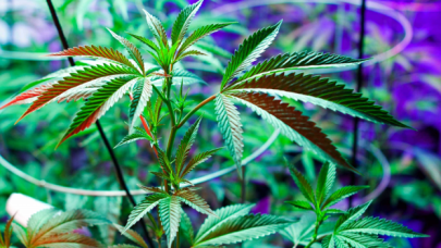 Mucizevi bitki kenevir!.. Kimine göre tehlikeli, kimine göre şifalı