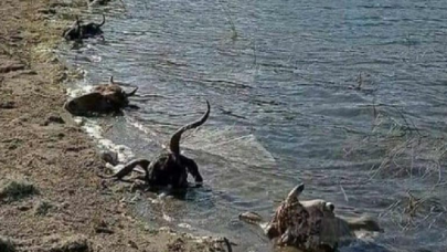 Kütahya'da Kurban kelleleri baraja atıldı