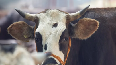 Ortalama kurbanlık fiyatları belli oldu