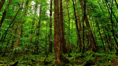 Spor ve piknik yapmak serbest, ateş yakmak yasak