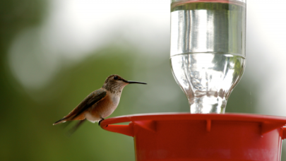 Temizlik görevlisi, sıcaktan bayılan kuşu bir kapak suyla ayılttı