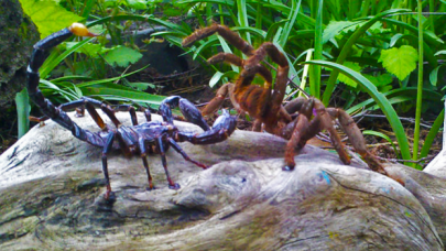 Zehir uzmanı yanıt verdi: Bir tarantula ve akrep kavgaya tutuşsa kim kazanır?