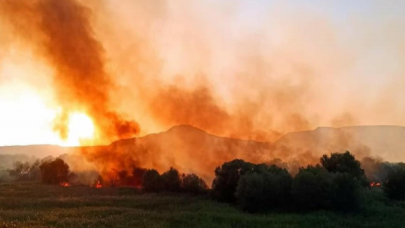 Ankara Nallıhan Kuş Cenneti'nde çıkan yangın, kontrol altına alındı