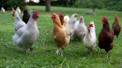 Bartın'da selde 24 bin tavuk öldü
